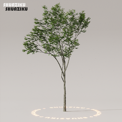 图片[43]-D5渲染器室外植物树木模型50个-刷子库