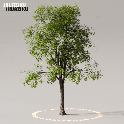 图片[44]-D5渲染器室外植物树木模型50个-刷子库