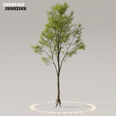 图片[46]-D5渲染器室外植物树木模型50个-刷子库