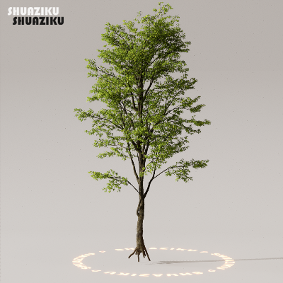 图片[49]-D5渲染器室外植物树木模型50个-刷子库