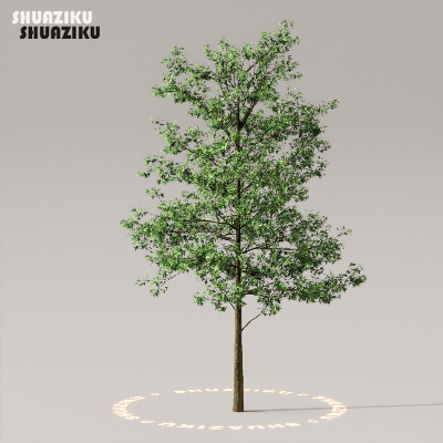 图片[1]-D5渲染器室外植物树木模型50个-刷子库