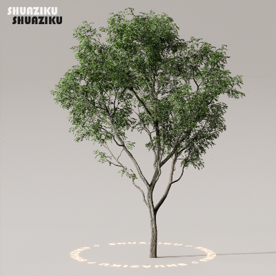 图片[2]-D5渲染器室外植物树木模型50个-刷子库