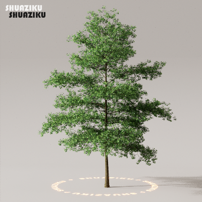 图片[4]-D5渲染器室外植物树木模型50个-刷子库