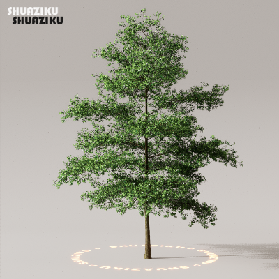 图片[5]-D5渲染器室外植物树木模型50个-刷子库