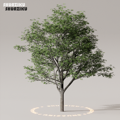 图片[6]-D5渲染器室外植物树木模型50个-刷子库