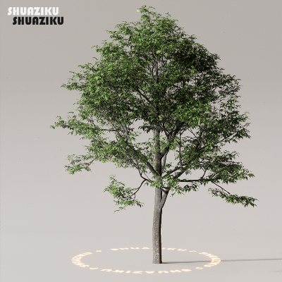 图片[7]-D5渲染器室外植物树木模型50个-刷子库