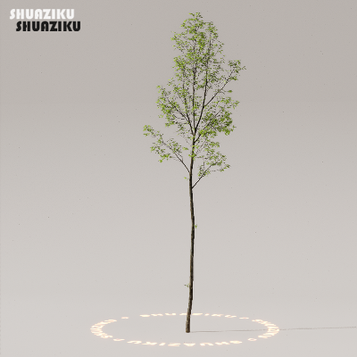 图片[9]-D5渲染器室外植物树木模型50个-刷子库