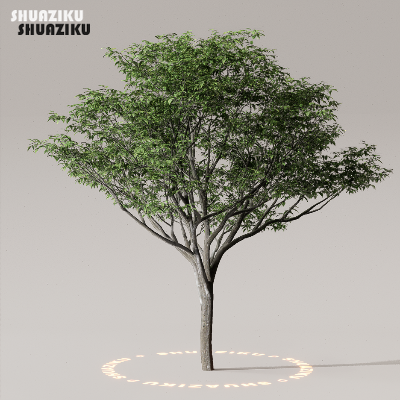 图片[11]-D5渲染器室外植物树木模型50个-刷子库