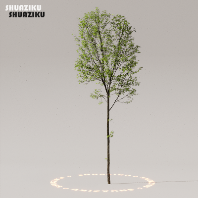 图片[13]-D5渲染器室外植物树木模型50个-刷子库