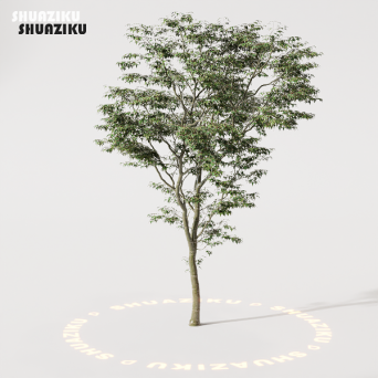 图片[14]-D5渲染器室外植物树木模型50个-刷子库