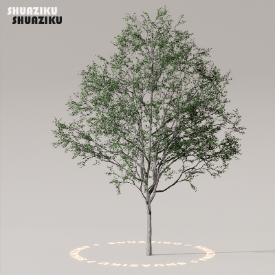 图片[17]-D5渲染器室外植物树木模型50个-刷子库