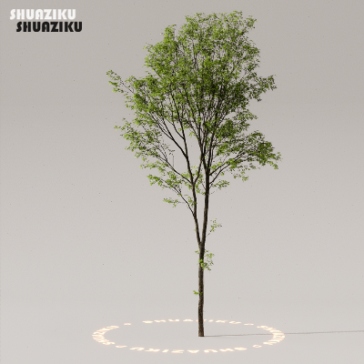 图片[21]-D5渲染器室外植物树木模型50个-刷子库