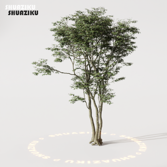 图片[22]-D5渲染器室外植物树木模型50个-刷子库