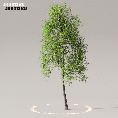 图片[23]-D5渲染器室外植物树木模型50个-刷子库