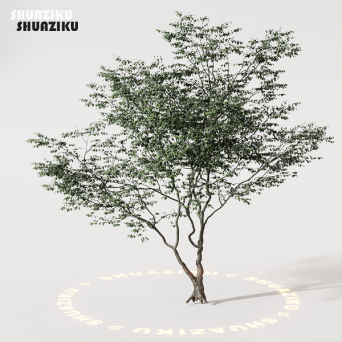 图片[24]-D5渲染器室外植物树木模型50个-刷子库