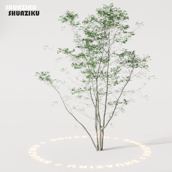 图片[27]-D5渲染器室外植物树木模型50个-刷子库