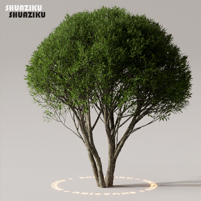 图片[28]-D5渲染器室外植物树木模型50个-刷子库