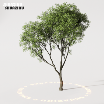 图片[29]-D5渲染器室外植物树木模型50个-刷子库