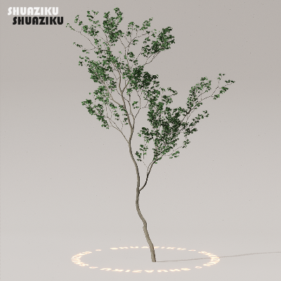 图片[33]-D5渲染器室外植物树木模型50个-刷子库