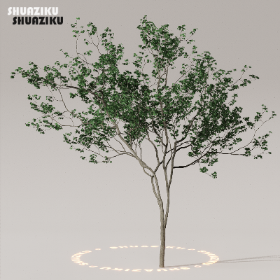 图片[35]-D5渲染器室外植物树木模型50个-刷子库