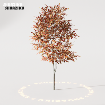 图片[36]-D5渲染器室外植物树木模型50个-刷子库