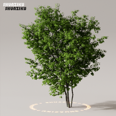 图片[38]-D5渲染器室外植物树木模型50个-刷子库