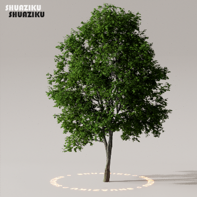 图片[41]-D5渲染器室外植物树木模型50个-刷子库