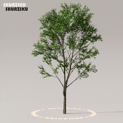 图片[42]-D5渲染器室外植物树木模型50个-刷子库