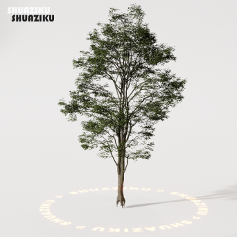 图片[43]-D5渲染器室外植物树木模型50个-刷子库