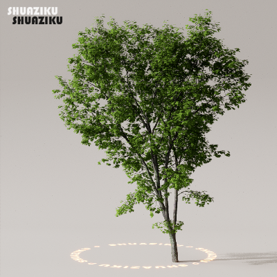 图片[44]-D5渲染器室外植物树木模型50个-刷子库