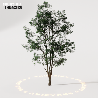 图片[47]-D5渲染器室外植物树木模型50个-刷子库