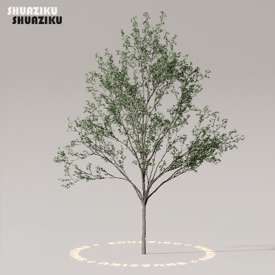 图片[48]-D5渲染器室外植物树木模型50个-刷子库