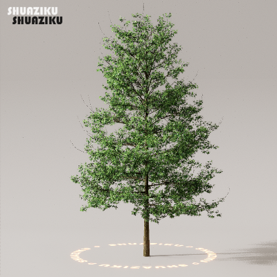 图片[49]-D5渲染器室外植物树木模型50个-刷子库