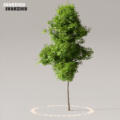 图片[50]-D5渲染器室外植物树木模型50个-刷子库